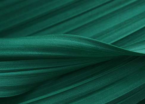 Close-up of a dark green leaf with curved veins and textured surface.